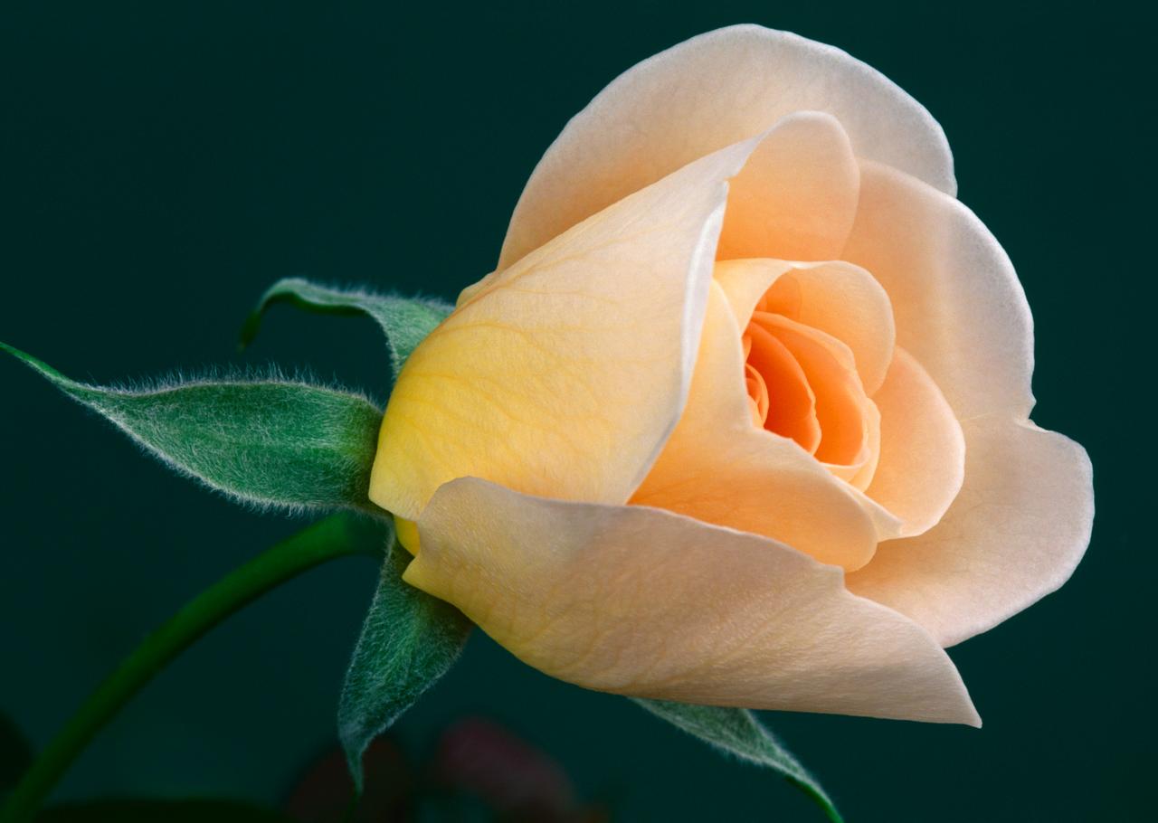 Blushing Rose