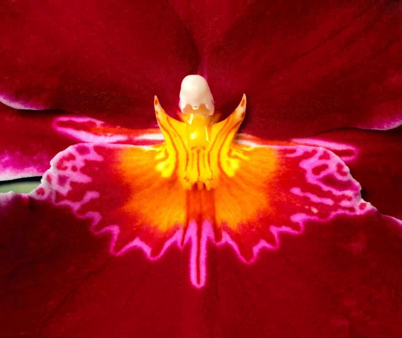 Gentle Red and Yellow Miltonopsis