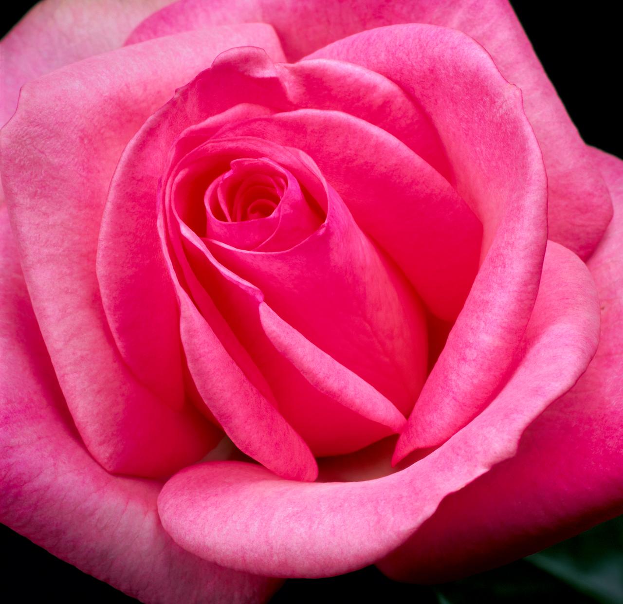 Full Pink Rose