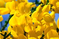 Scotchbroom