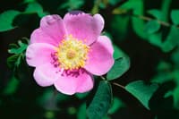 Wild Rose