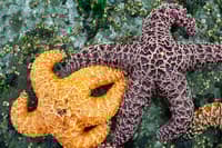Two Starfish