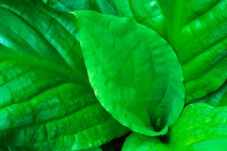Skunk Cabbage