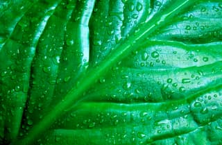 Wet Skunk Cabbage