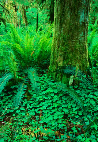 Oxalis and Ferns
