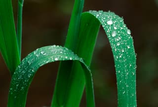 Wet Blades of Grass