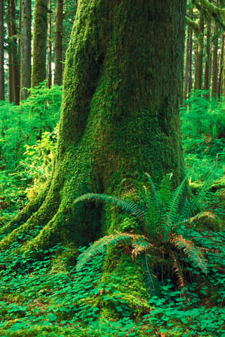 Fern and Tree