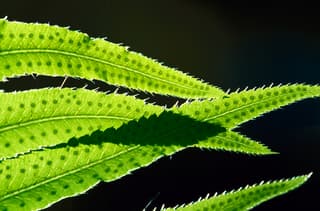 Fern Spores Detail