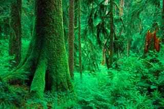 Quinault Rainforest
