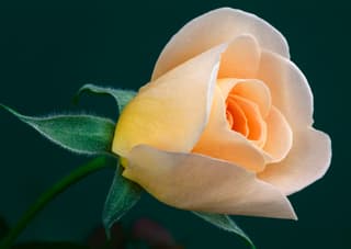Blushing Rose