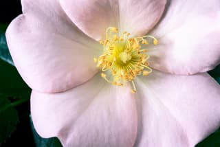 Cape Cod Rose