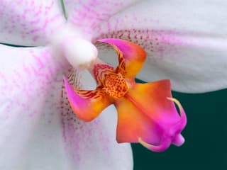 Colorful Phalaenopsis Orchid