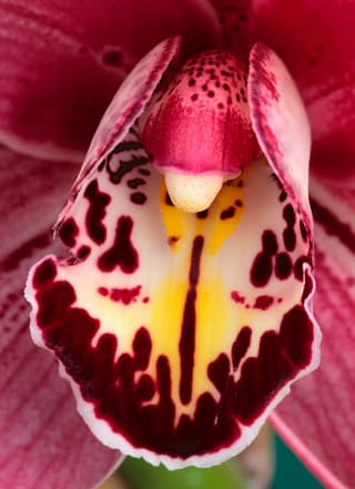 Cymbidium Orchid Detail