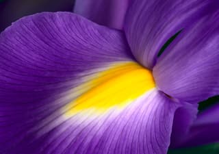 Iris Detail