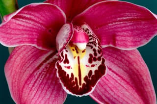 Cymbidium Orchid