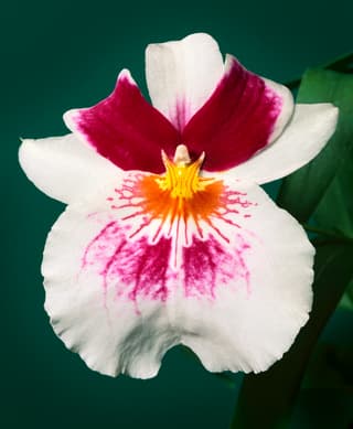 Full Miltonopsis Orchid