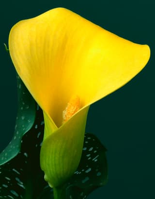 Yellow Calla Lily
