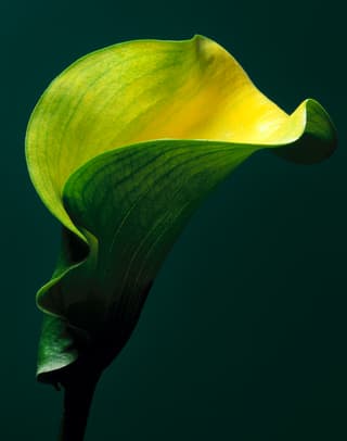 Yellow Calla Lily Two