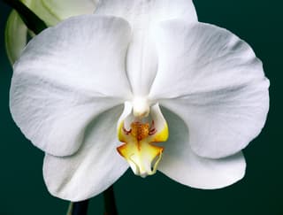 White Phalaenopsis Orchid