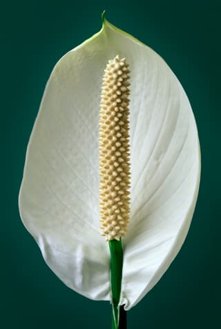 Standing Spathephylem