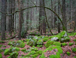 Arch and Mossy Rocks