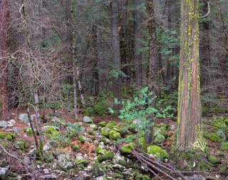 Quiet Forest Scene