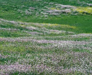 Field of Wildflowers