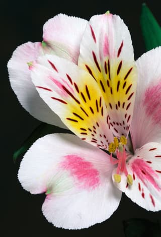 Alstroemeria
