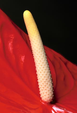 Vertical Anthurium