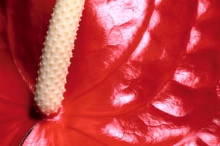 Anthurium Detail