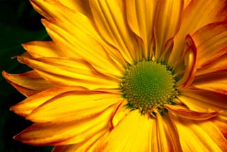 Chrysanthemum