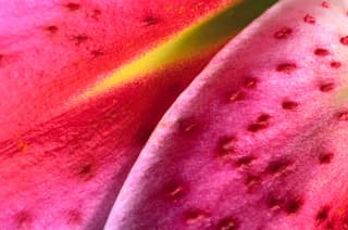 Stargazer Abstract